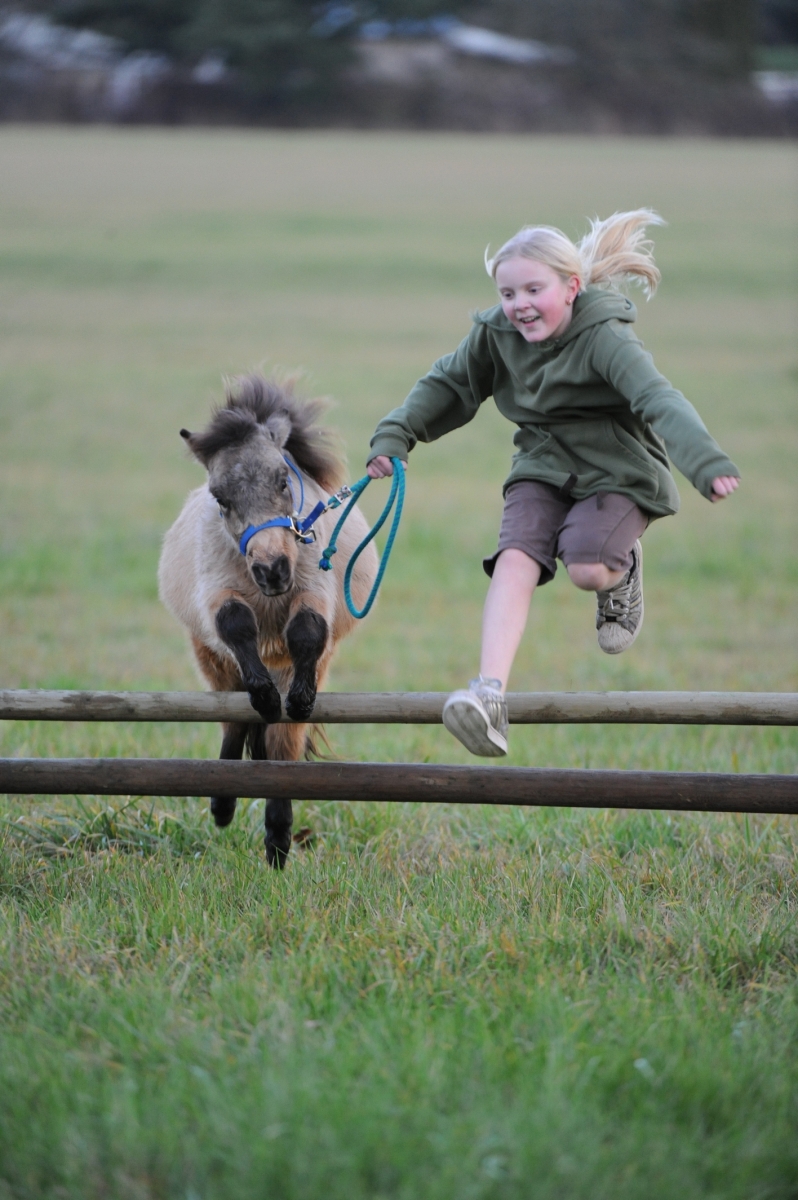 Miniature Horse Breed Smallest Equine