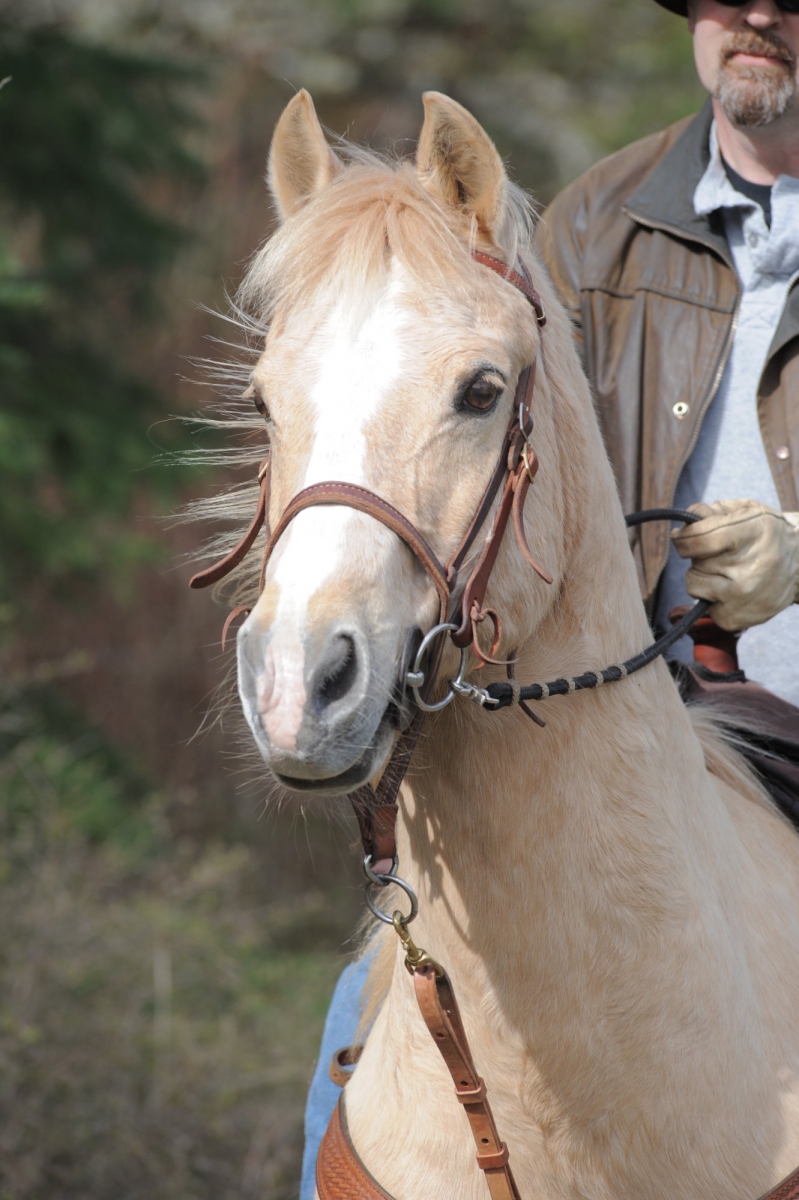 understanding horse feet, understanding the equine foot, horse anatomy, equine anatomy, will Clinging, understanding horse’s natural instincts