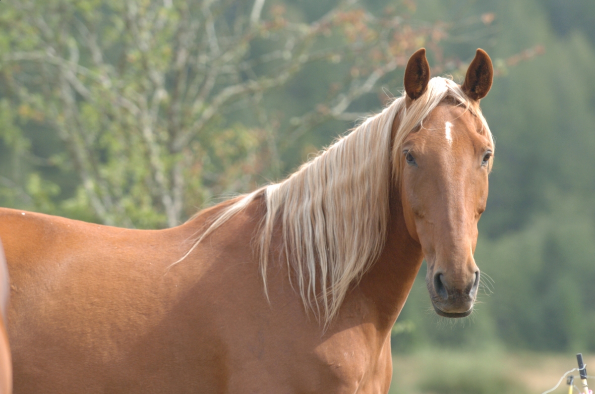horser discipline tactics, understanding horse behaviour, understanding different horse temperaments, disciplining your horse
