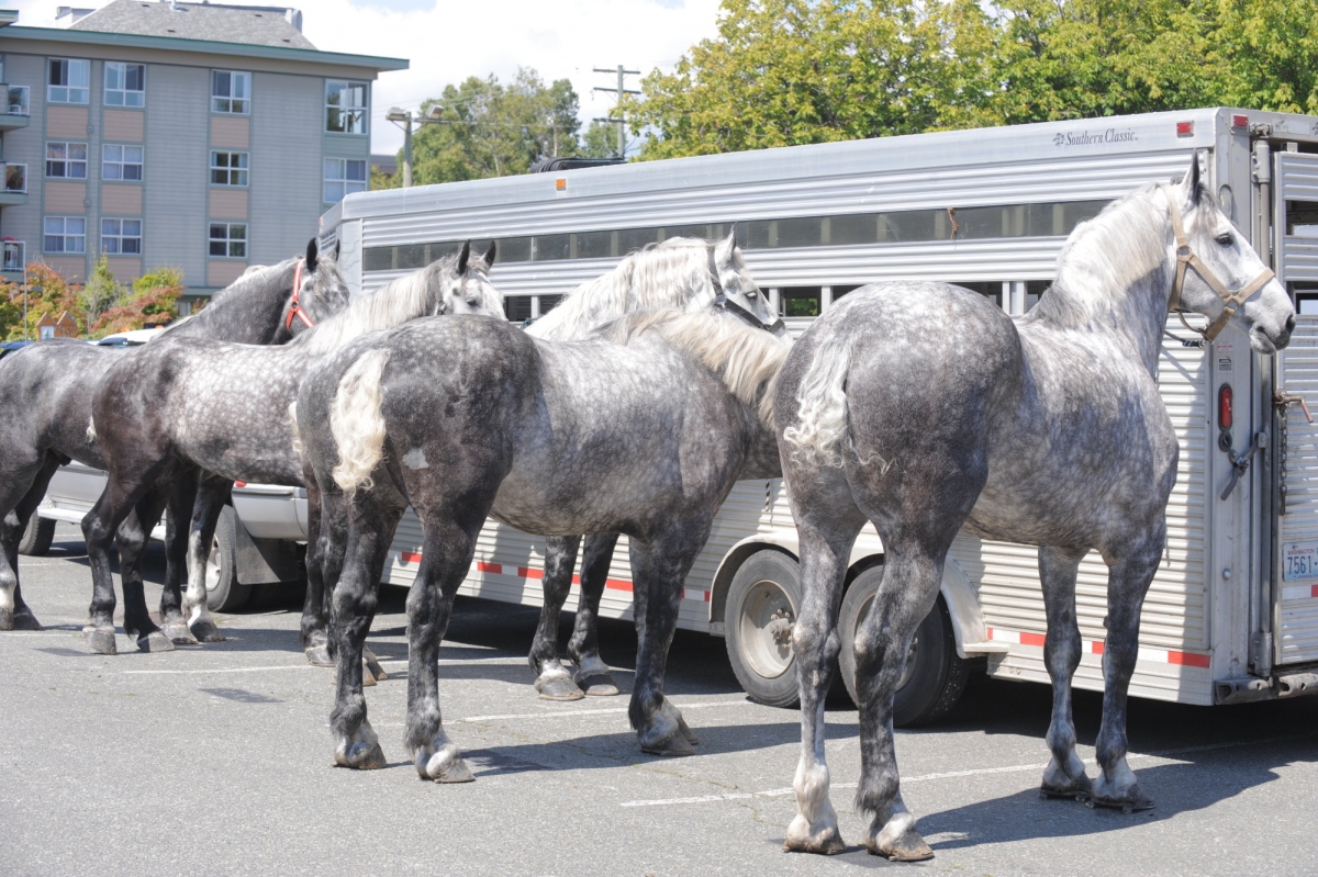 Canadian Warmblood Horse Breed, canadian warmblood equine, canadian warmblood horse, Equus Caballus Mosbachensi, wild Rose Equine Services, distinct horse breed