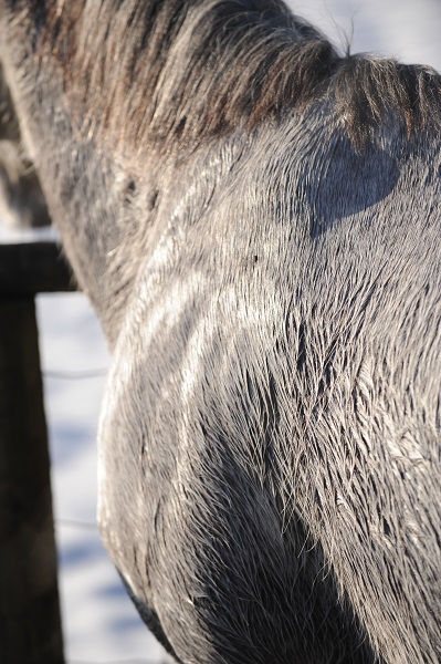 winter riding, riding in winter, horse riding in the winter, winter riding clothes, cooling horse out winter, equine quarter sheet, horse quarter sheet, weatherproof tack, horse riding jackets