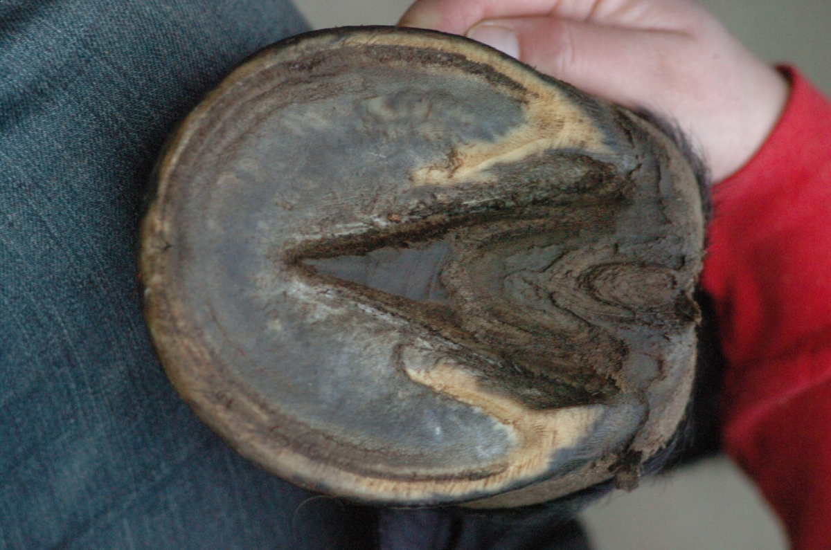 horse feet, horse legs, horse foot balance, horse lameness, balanced horse foot horse feet, horse legs, horse foot balance, horse lameness, balanced horse foot
