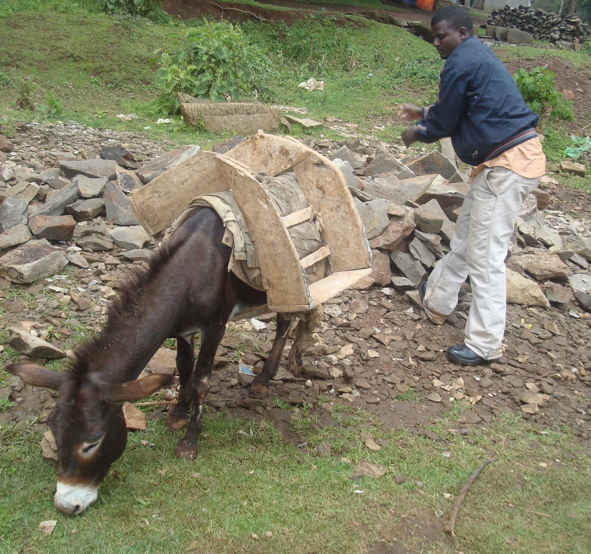 brooke hospital for animals, working equines, helping working animals