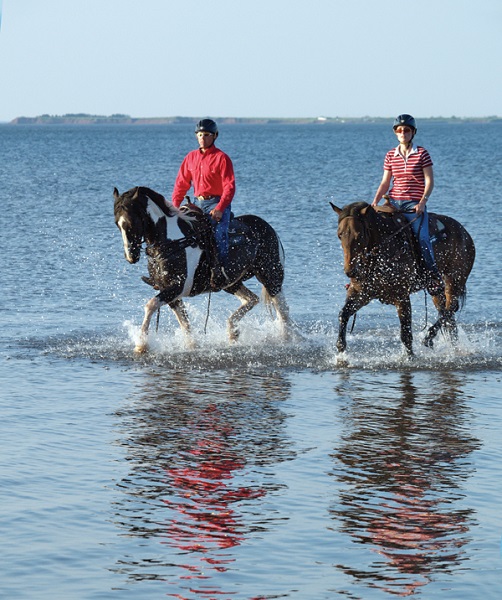 lori k. warren, fit horse, horse fitness, horse conditioning, horse schooling, equine conditioning, equine schooling, equine fitness, fit equine, equine interval, equine gymnastics, horse gymnastics, horse strength, equine strength
