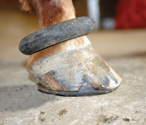 hoof trimming, trimming a horse, hans wiza, horse hoof care, horse cannon bone, horse frog, overgrown horse shoe