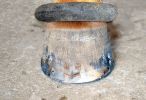 hoof trimming, trimming a horse, hans wiza, horse hoof care, horse cannon bone, horse frog, overgrown horse shoe