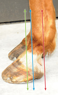 hoof trimming, trimming a horse, hans wiza, horse hoof care, horse cannon bone, horse frog, overgrown horse shoe