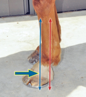 hoof trimming, trimming a horse, hans wiza, horse hoof care, horse cannon bone, horse frog, overgrown horse shoe
