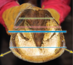 hoof trimming, trimming a horse, hans wiza, horse hoof care, horse cannon bone, horse frog, overgrown horse shoe