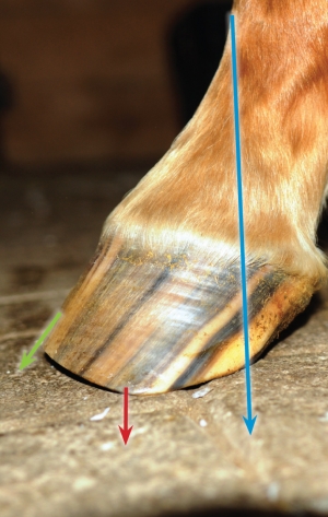 hoof trimming, trimming a horse, hans wiza, horse hoof care, horse cannon bone, horse frog, overgrown horse shoe