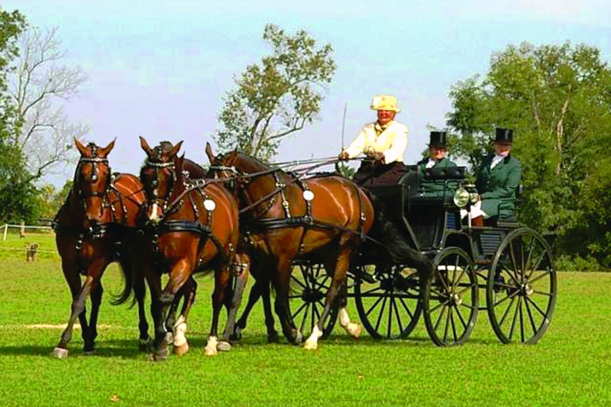 Canadian Warmblood Horse Breed, canadian warmblood equine, canadian warmblood horse, Equus Caballus Mosbachensi, canadian warmblood stallion approval, canadian warmblood stallion inspections