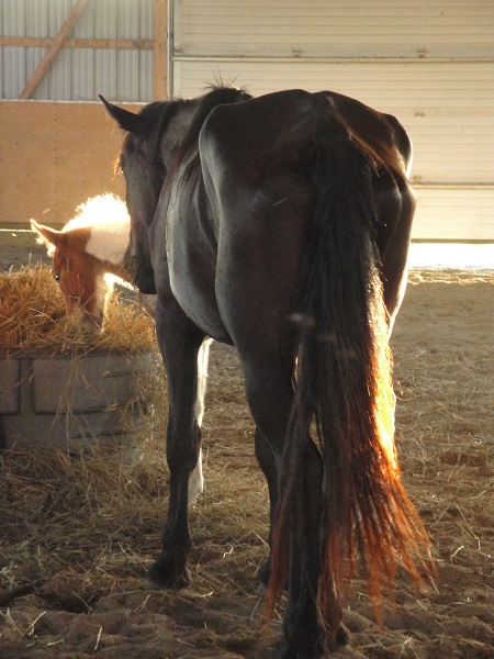 rescue horse, equine welfare, whispering hearts horse rescue, ospca, ontario standardbred adoption, osas, equine guelph, equine science