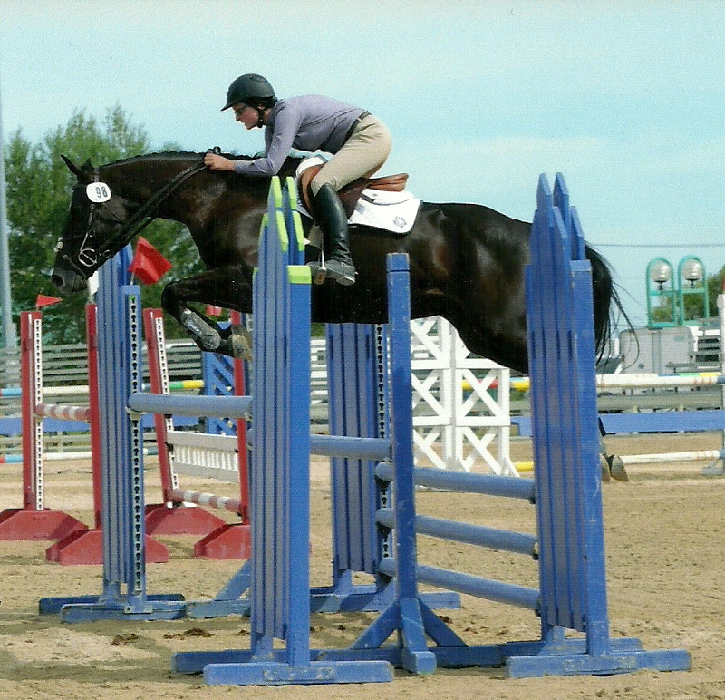 Canadian Warmblood Horse Breed, canadian warmblood equine, canadian warmblood horse, Equus Caballus Mosbachensi, canadian warmblood stallion approval, canadian warmblood stallion inspections