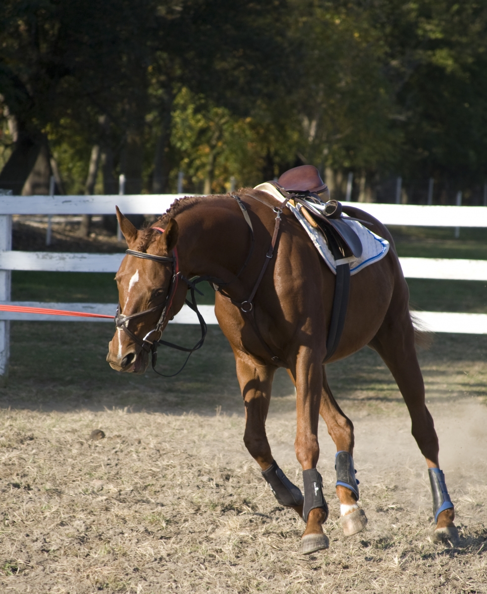 bolting on the lunge