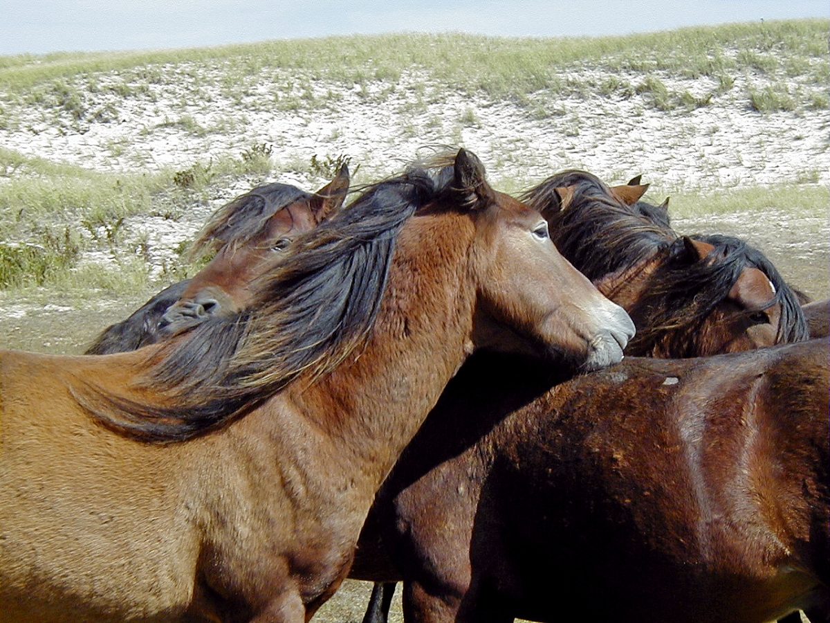 Sable Horses, wild horses sable island