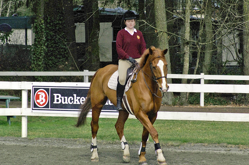 Riding without stirrups, rider position, horse riding, two point trot, two point walk, posting trot, equine sitting trot, riding position