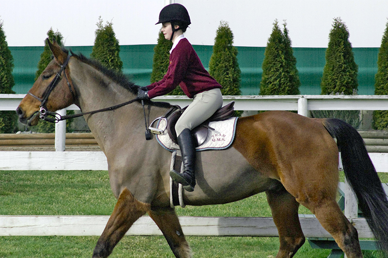 Riding without stirrups, rider position, horse riding, two point trot, two point walk, posting trot, equine sitting trot, riding position