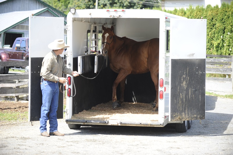  training jonathan field, natural horsemanship, trailer loading, load a horse trailer