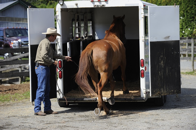  training jonathan field, natural horsemanship, trailer loading, load a horse trailer