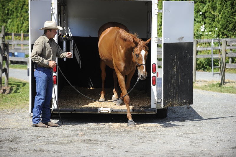  training jonathan field, natural horsemanship, trailer loading, load a horse trailer
