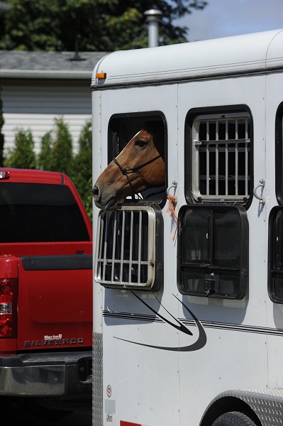 training jonathan field, natural horsemanship, trailer loading, load a horse trailer