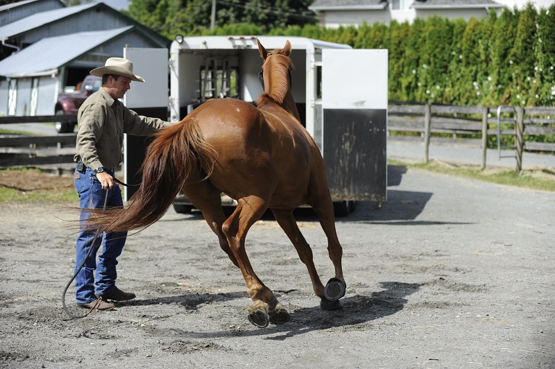 training jonathan field, natural horsemanship, trailer loading, load a horse trailer