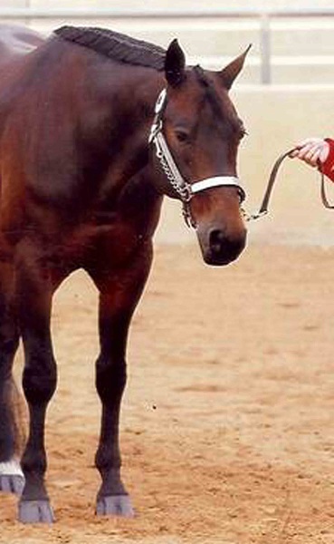 horse chain, horse abuse, hiaa, horse industry association of alberta, chaining a horse