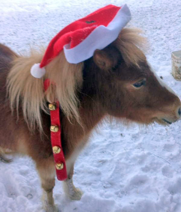 simcoe horse barn fire, tiny township horse fire barn go fund me mouse and bailey