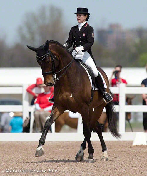 belinda trussel cdi ottawa dressage festival, wesley clover parks equine show, horse rio olympics 