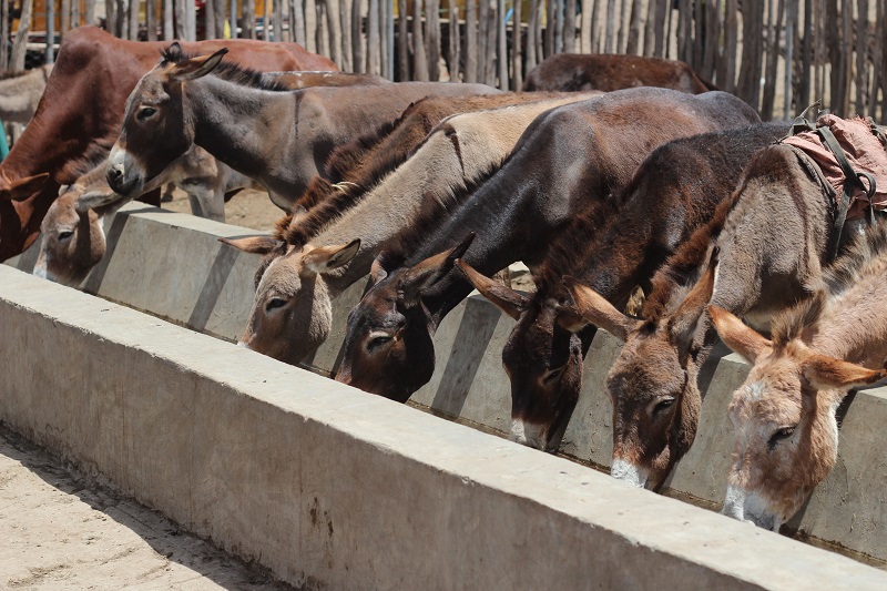 buy a donkey a drink,  brooke usa, mules 3rd world donkeys, third world horses, good charities, charities for animals