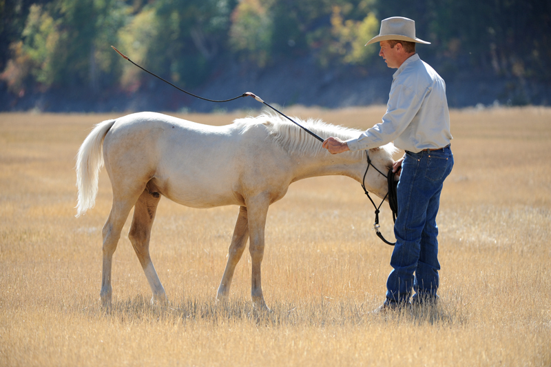 Jonathan Field, training Foals, training horse Weanlings, Yearlings horse training, natural horsemanship, western horse, english horse