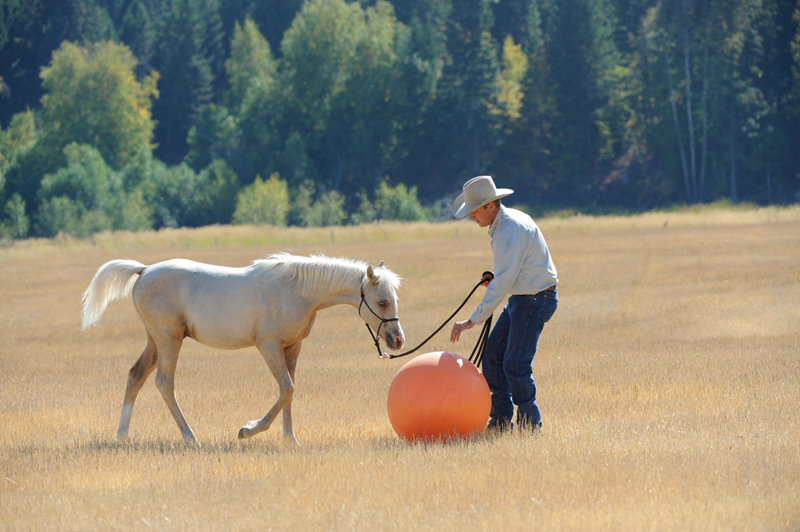 Jonathan Field, training Foals, training horse Weanlings, Yearlings horse training, natural horsemanship, western horse, english horse