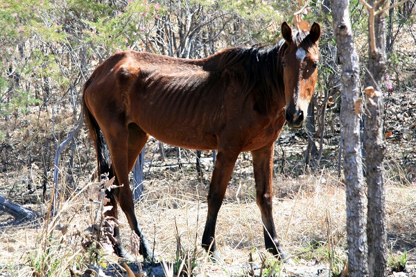 Edible Horse, horsemeat, horse welfare, horse slaughter, world horse welfare, princess ann horse speech, rspca, bcspca horse, HWAC/Animal ID Solutions, CFIA Equine Identification