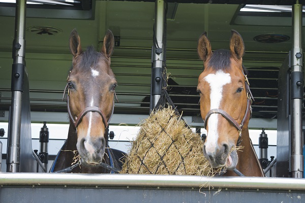 types of horse insurance, types of equine insurance, horse insurance, equine insurance, intercity insurance, capri insurance, equine liability, hayley kosolofski, horse breeding insurance, horse medical, horse surgery, equine surgery, stallion infertility, equine transport insurance 