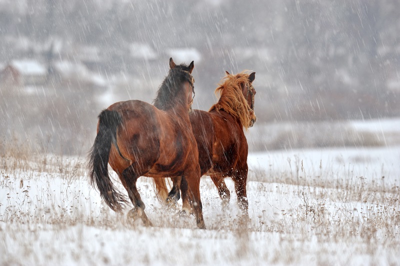 will clinging, riding in winter, cold weather riding, will clinging training