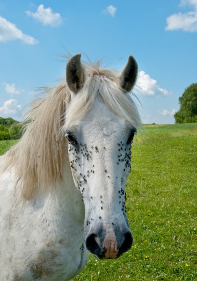 flies that bother horses, keeping flies off horse, flies on horse eyes, diseases flies equine, fly masks