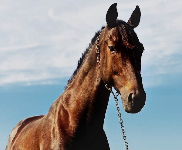 horse chain, horse abuse, hiaa, horse industry association of alberta, chaining a horse