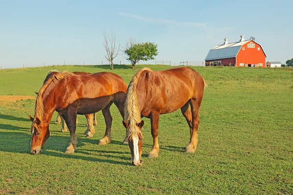 buying a horse property, living with horses, living on a horse farm, buying a horse farm, building a horse farm, building an equine property