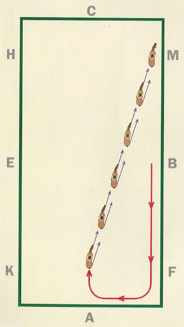 Lee Tubman, equine rhythm, equine balance, equine relaxation, canter leg-yield, impulsion, Canter Half-Pass, Developing Lateral Suppleness Canter