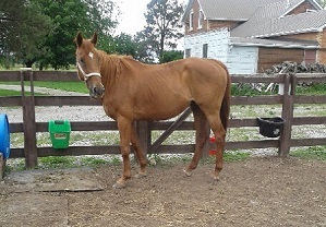 rescue horse, equine welfare, whispering hearts horse rescue, ospca, ontario standardbred adoption, osas, equine guelph, equine science