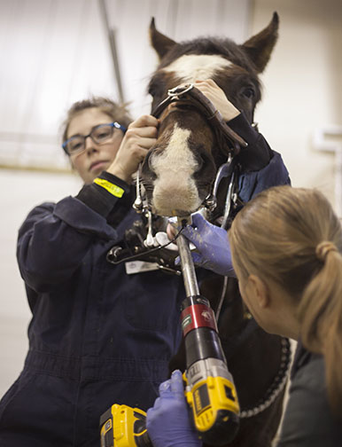 Jeanette Neufeld, Western College Veterinary Medicine, WCVM, equine care, WCVM live horse demonstrations, WCVM Equine Club, horse care