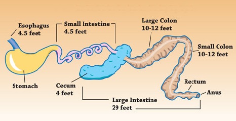 horse digestive system, recovering from horse colic, how to tell if horse has colic, treating colic, kentucky equine research, equine enteroliths, horse ate too much grain and grass