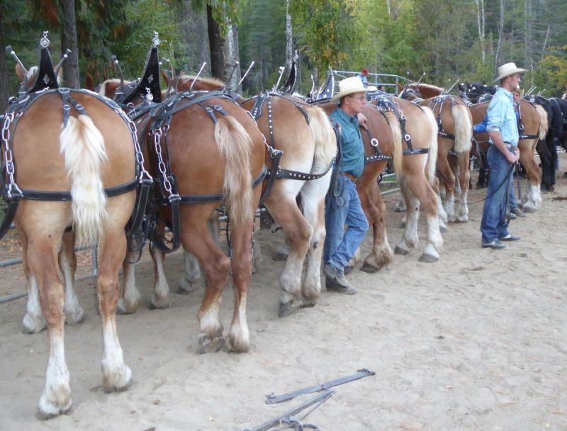North Idaho Draft Horse & Mule Show Sandpoint, Idaho Bonner County Fairgrounds