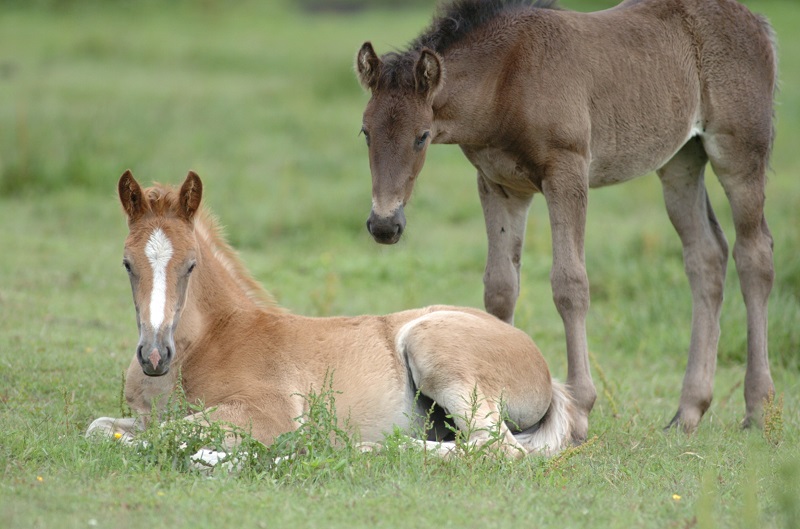 Canadian equine economy, Canadian horse economy, 2010 Canadian Equine Industry Profile Study, Canada’s Horse People, Canadian horse economy stats, Economic Impact horse industry Canada, Economic Climate horse industry Canada Canadian equine economy, Canadian horse economy, 2010 Canadian Equine Industry Profile Study, Canada’s Horse People, Canadian horse economy stats, Economic Impact horse industry Canada, Economic Climate horse industry Canada