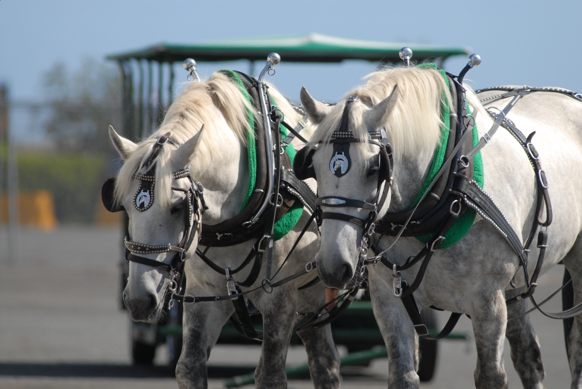 Percherons Work in Diverse Ways