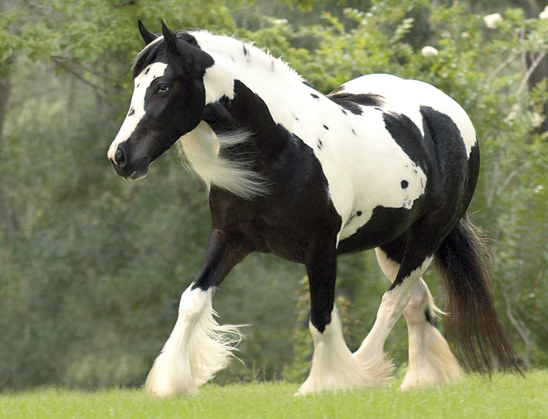 gypsy vanner, gypsy horse, once upon a time, feathered hooves, gypsy cob