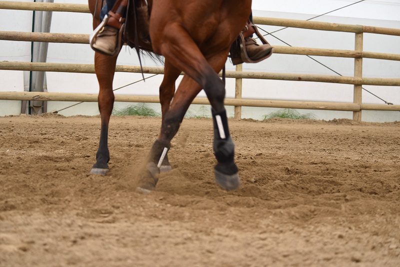 jonathan field, natural horsemanship, boxing horses, equine footwork, horse shoulders, horse footwork, natural horsemanship footwork jonathan field, natural horsemanship, boxing horses, equine footwork, horse shoulders, horse footwork, natural horsemanship footwork