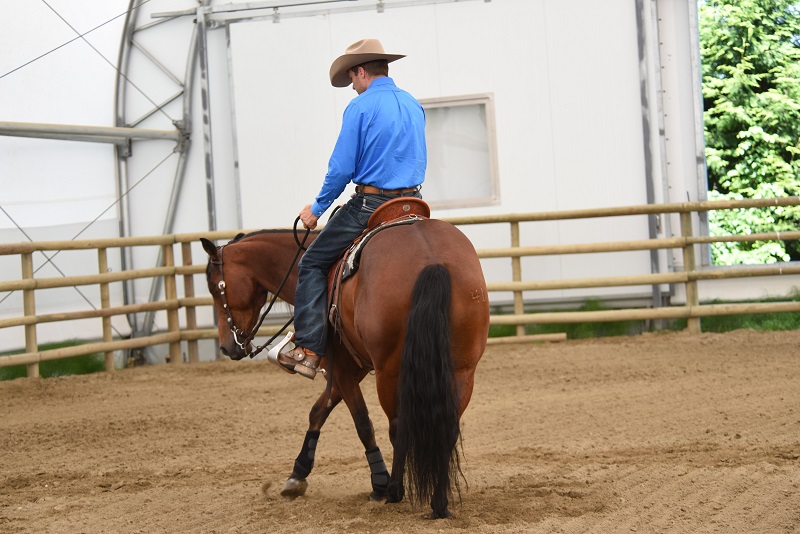 jonathan field, natural horsemanship, boxing horses, equine footwork, horse shoulders, horse footwork, natural horsemanship footwork jonathan field, natural horsemanship, boxing horses, equine footwork, horse shoulders, horse footwork, natural horsemanship footwork