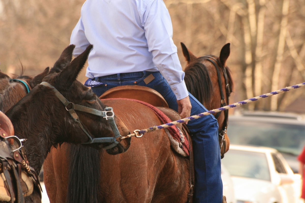 why do most people ride mules and not horses? what are the anotomic differences between horses and mules? comparing horses to mules why do most people ride mules and not horses? what are the anotomic differences between horses and mules? comparing horses to mules