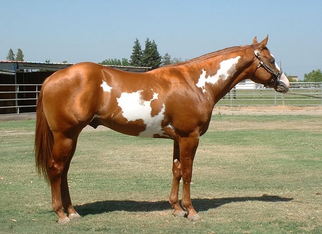 ethical decisions about equine genetic diseases, Lindsay Day, equine research, mutation equine genetic code, Hyperkalemic Periodic Paralysis, HYPP, Hereditary Equine Regional Dermal Asthenia, HERDA 